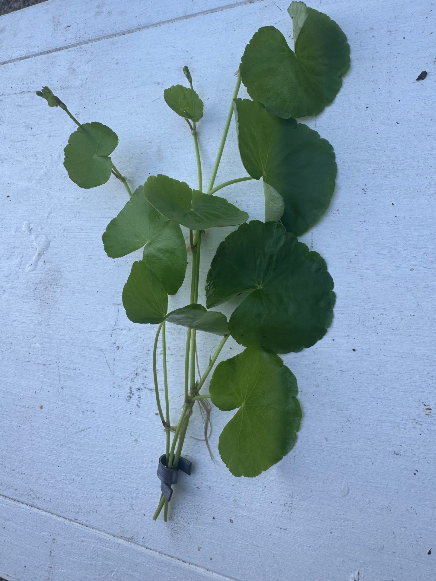 Hydrocotyle Pennywort Live Aquatic Stem Plant - 3 Six Inch Stems w/ Weight