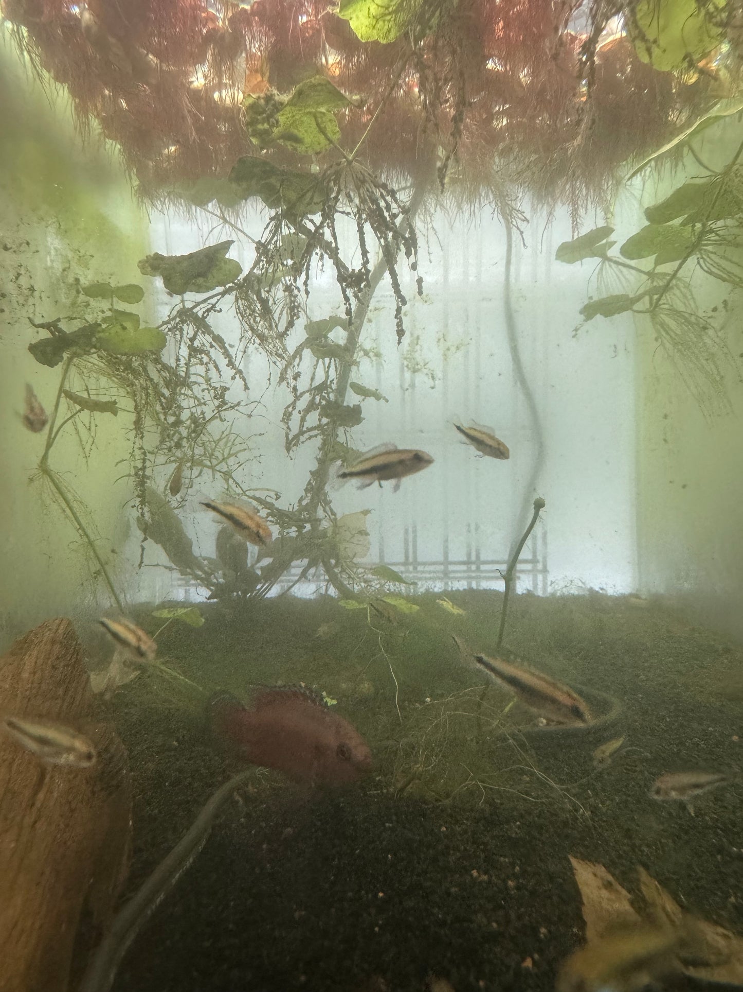 Turkana Jewel Cichlid Juveniles - Bright Red Beautiful Cichlid
