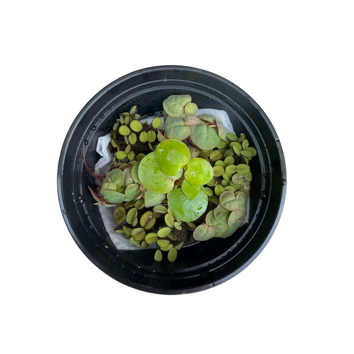 Top-down view of a mixed floating aquarium plant bundle in a black deli cup featuring red root floaters, Salvinia minima, and Amazon frogbit on a white background with visible roots and water droplets.