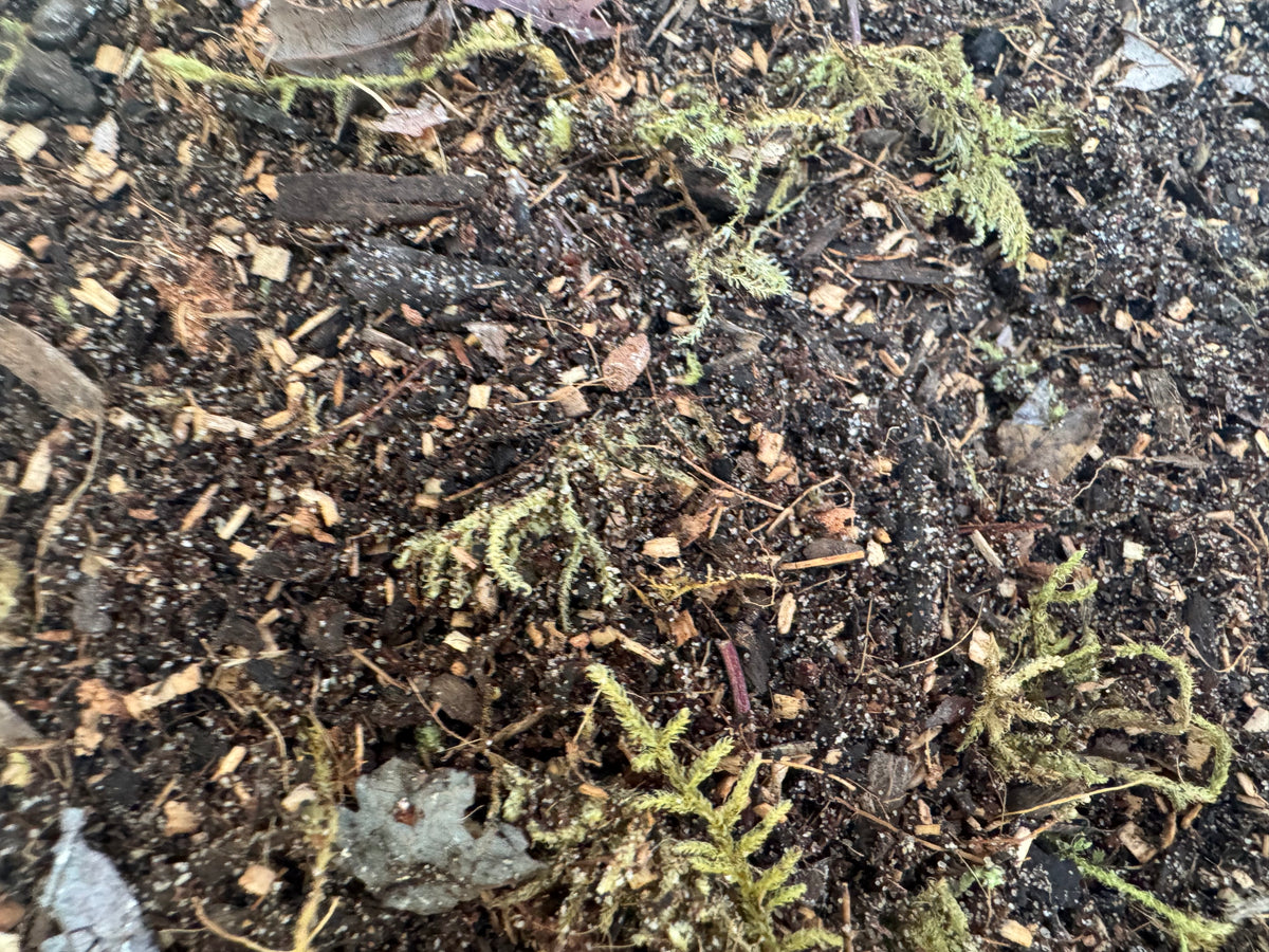 Close-up of bioactive terrarium substrate showing a rich blend of organic soil, bark pieces, decomposing leaf matter, and preserved moss. The textured mix highlights natural ingredients designed to support isopods, springtails, and thriving bioactive enclosures.