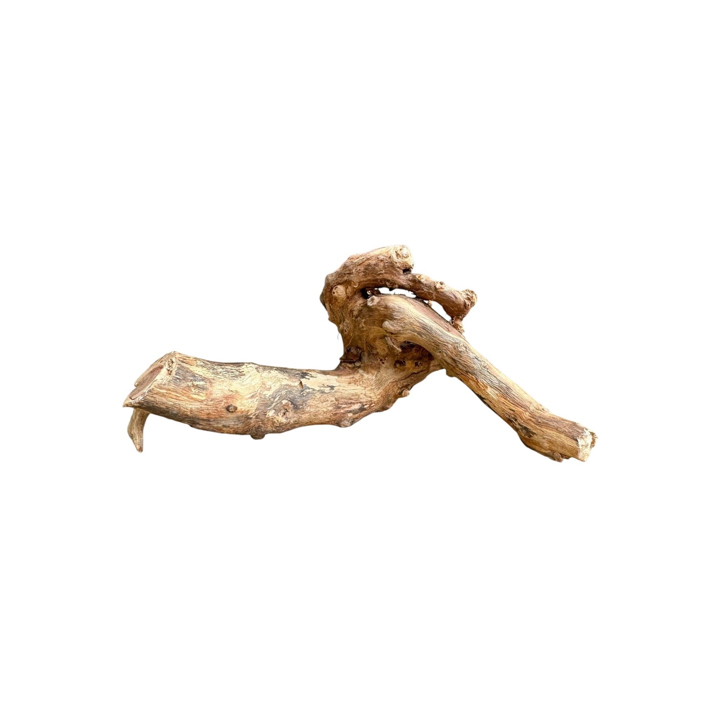 Anubias Nana on Mopani Wood | Live Aquarium Plant | Ready-to-Use Driftwood Décor