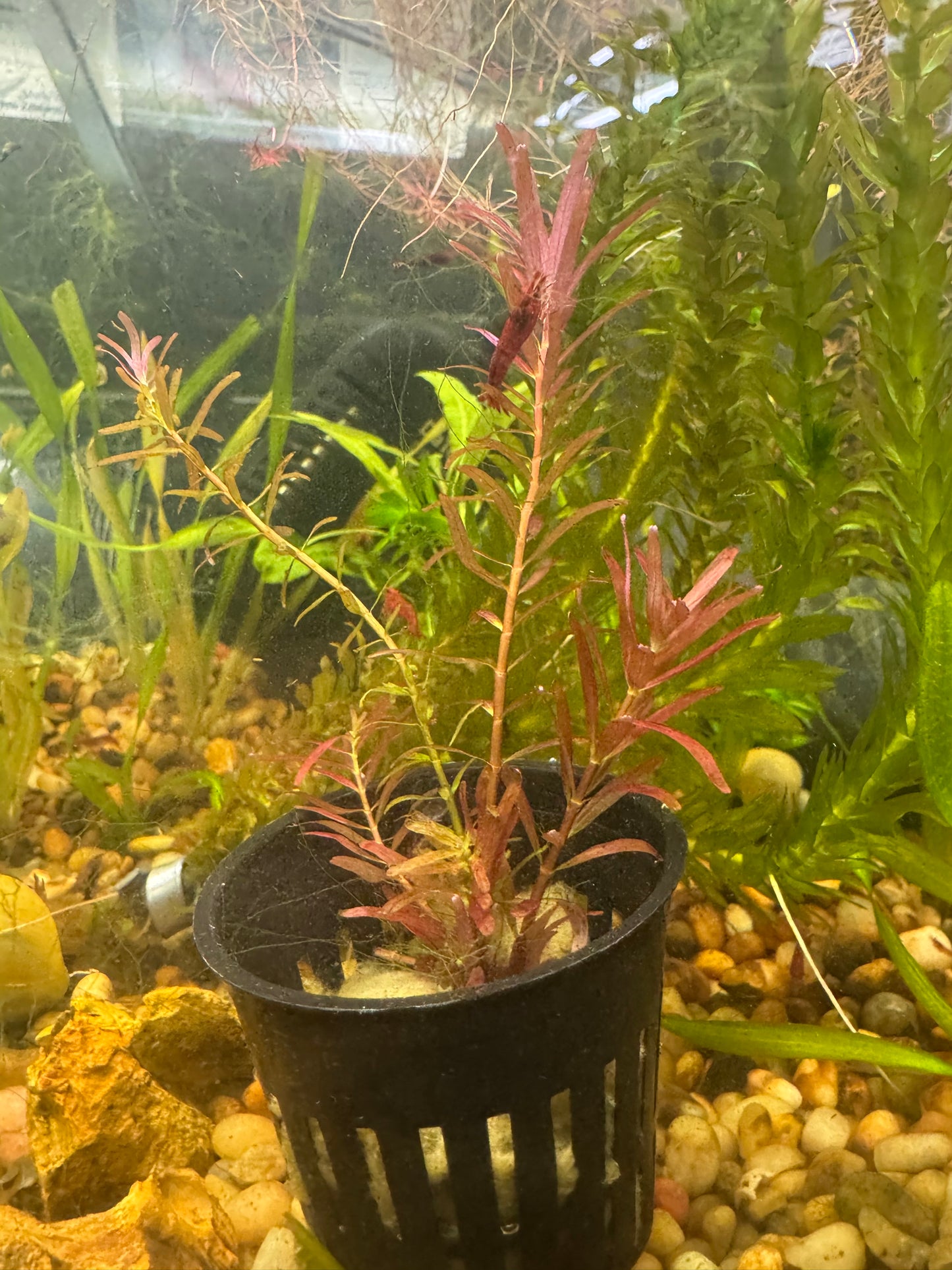Rotala rotundifolia ‘H’ra’