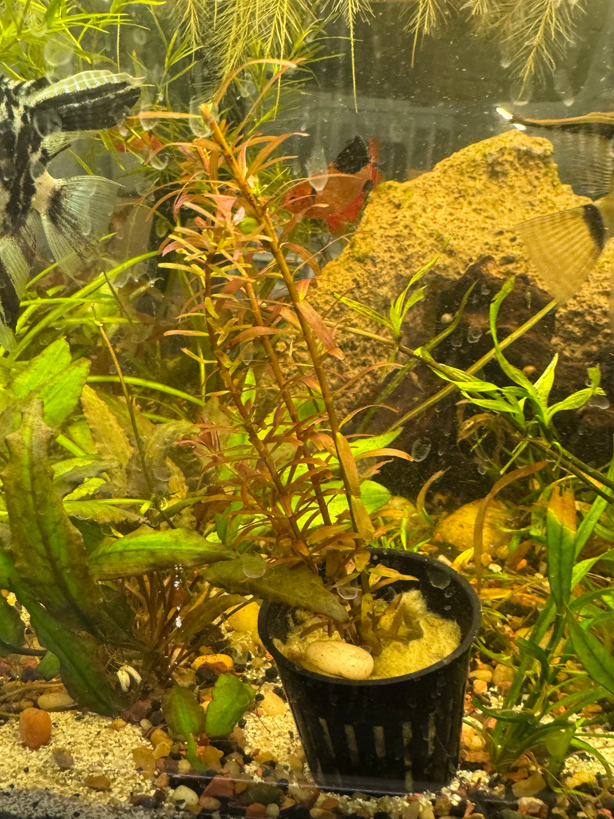 Rotala Orange Juice Live Potted Aquarium Plant | Vibrant Orange Stem Plant