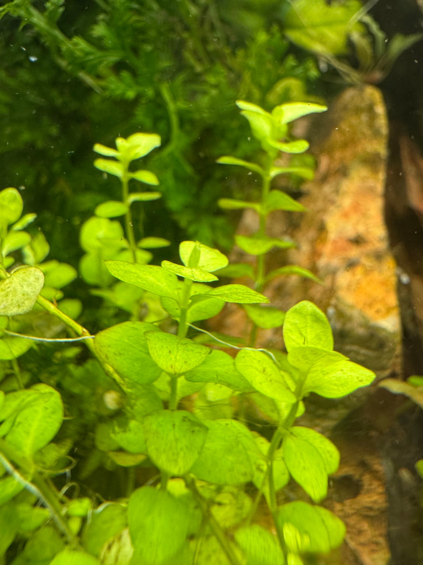 Close-up of Golden Creeping Jenny bright green aquatic plants with oval leaves in a water-filled setting, with blurred greenery and a warm brown/orange background.