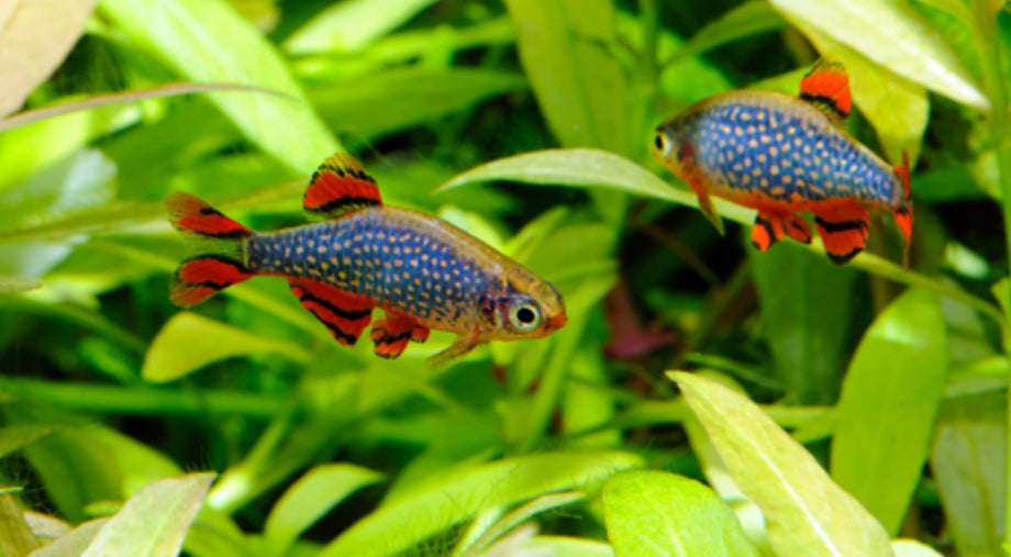 Celestial Pearl Danio (CPD) / Galaxy Rasbora — AquariumVille Bred - 4 Pack