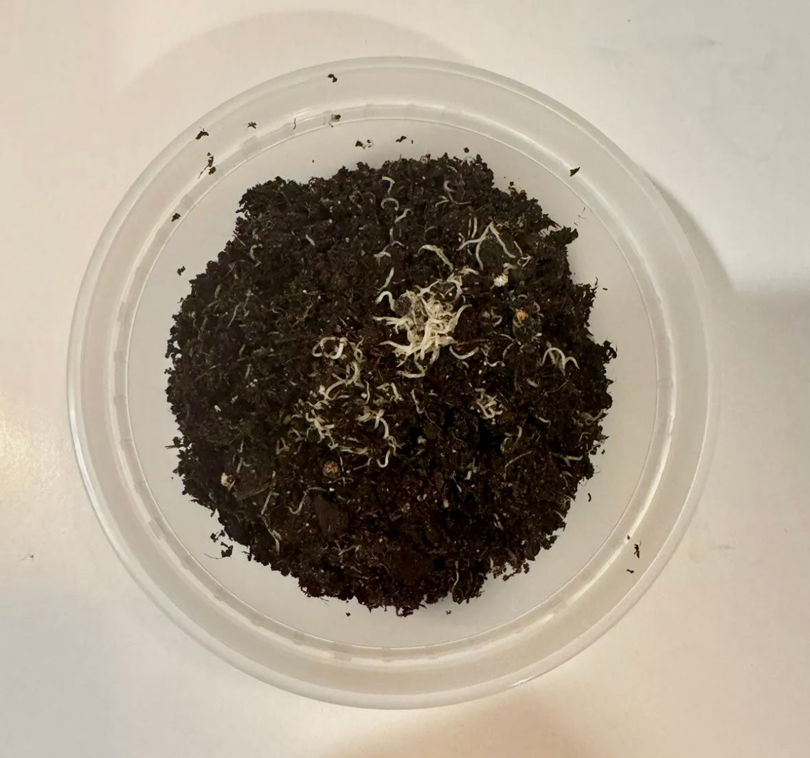 Live White Worm Culture in plastic container