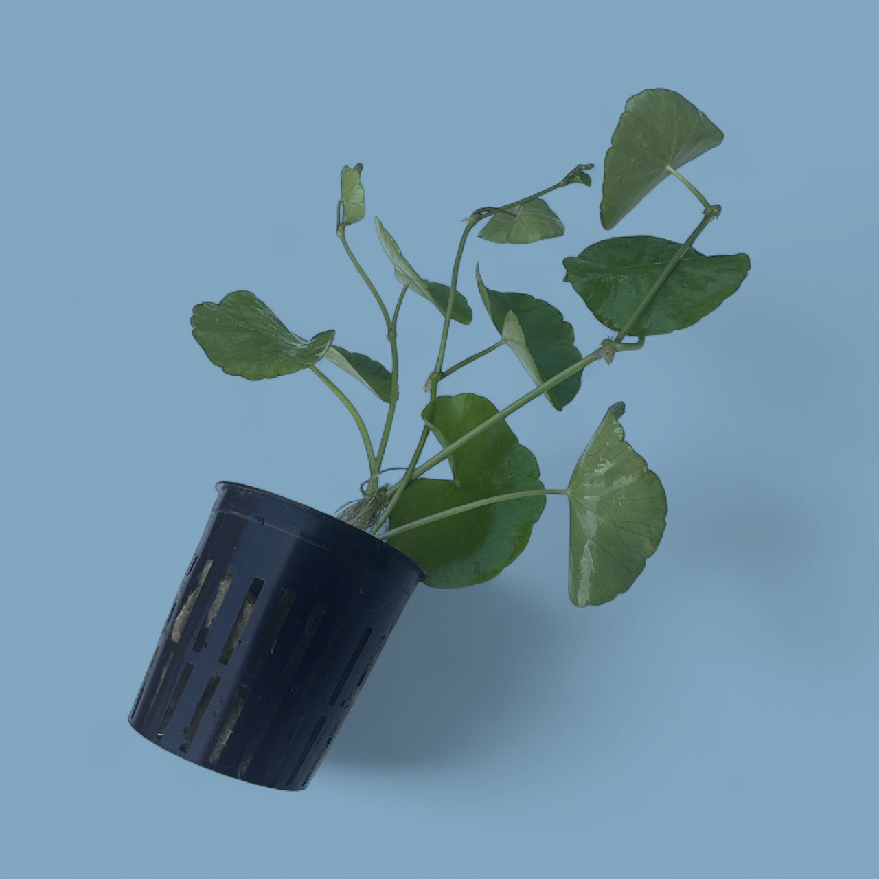 Hydrocotyle Pennywort – Live Aquatic Plant for Freshwater Aquariums