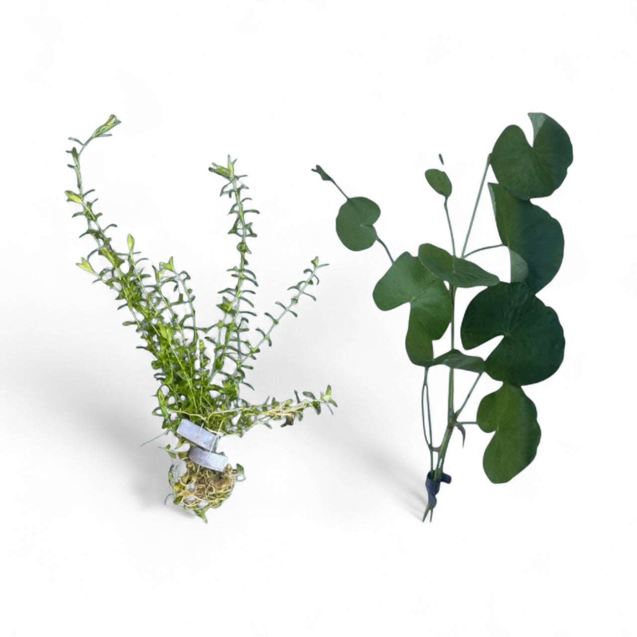 Pennywort + Pearl Weed Combo – Live Aquarium Plants for Freshwater Tanks | Easy Aquascape Plants for Shrimp & Betta Tanks