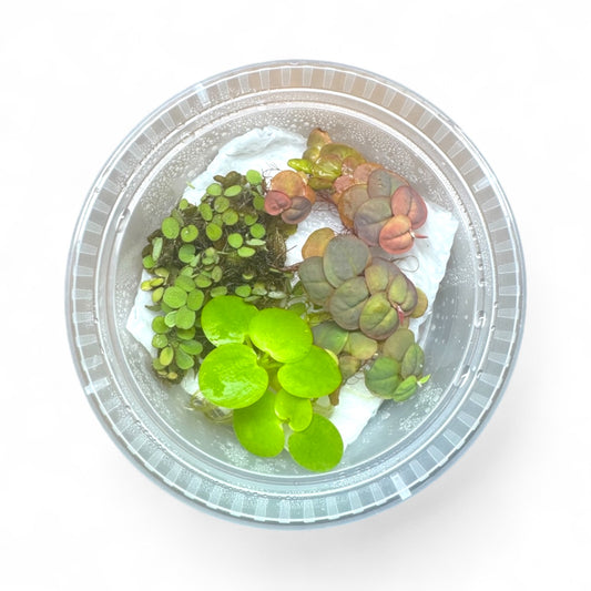 Top view of AquariumVille floating plant bundle with 6 live plants — Red Root Floater, Frogbit, and Salvinia — in a deli cup with water droplets, ready for freshwater aquariums.