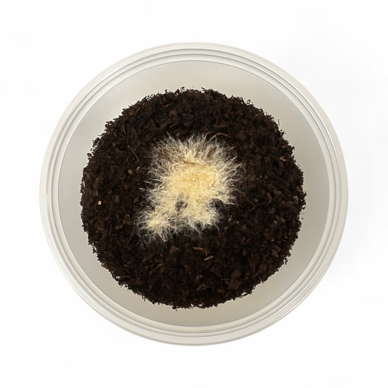 Top view of live Grindal Worm culture growing on moist soil substrate in a plastic cup, used as live fish food for aquarium fry and small fish.