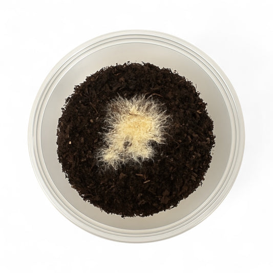 Top view of live Grindal Worm culture growing on moist soil substrate in a plastic cup, used as live fish food for aquarium fry and small fish.