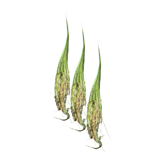 Three dwarf hair grass aquarium plant plugs with fine green blades and visible roots isolated on a white background.
