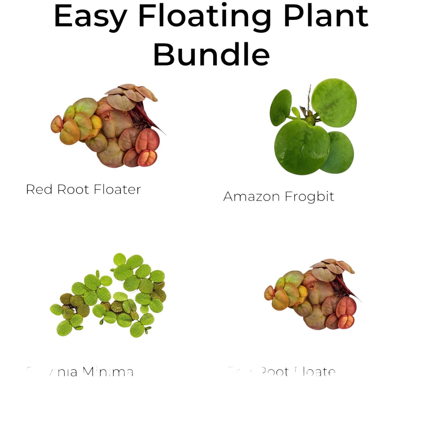 Easy Floating Plant Bundle featuring two portions of Red Root Floaters, one portion of Amazon Frogbit, and one portion of Salvinia Minima on a white background. Live freshwater floating plants for betta tanks, shrimp aquariums, and community fish tanks.