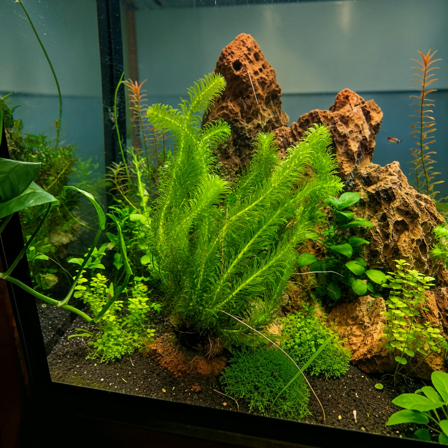 Anacharis | Easy Low Light Plant