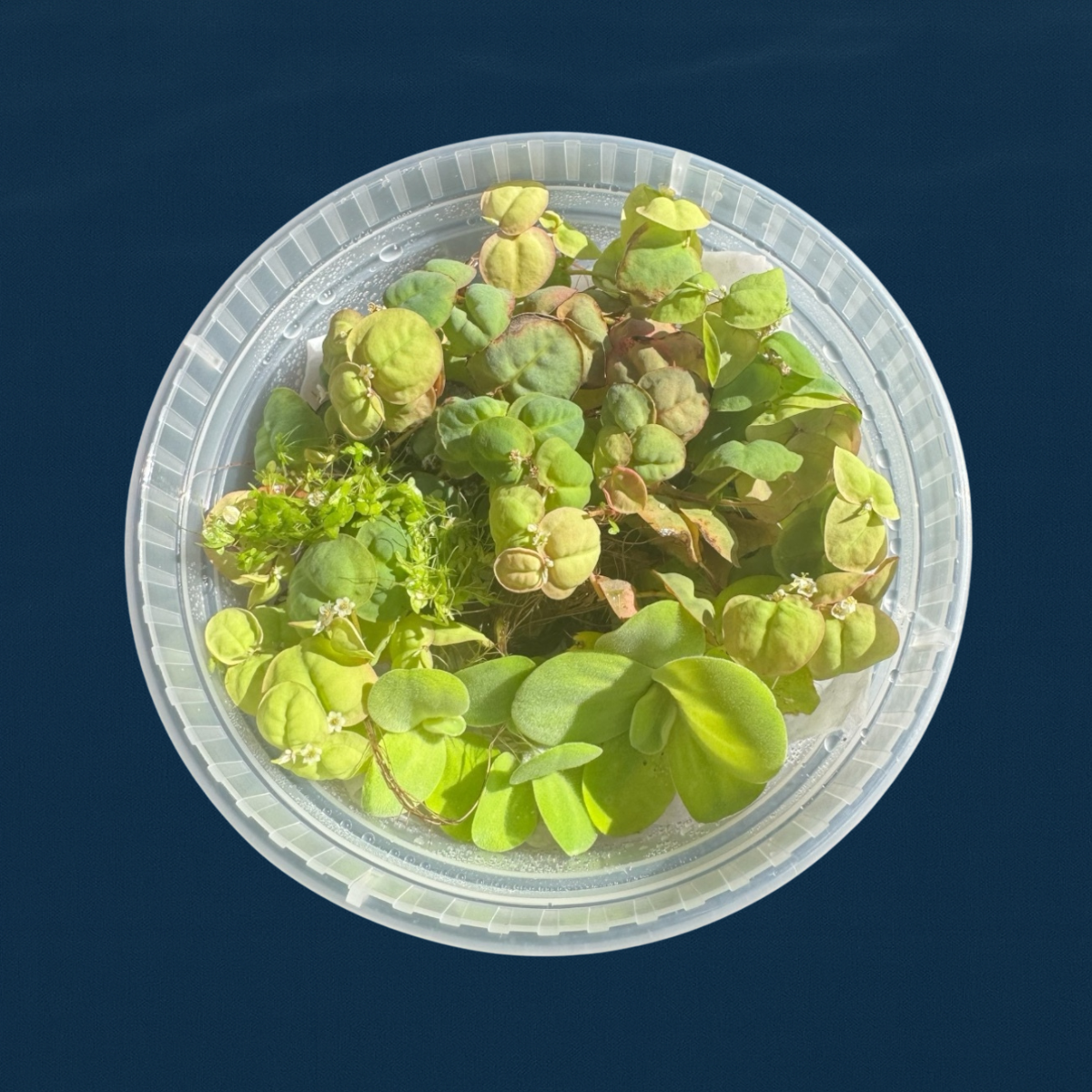Red Root Floater, Water Lettuce, and Duckweed mix shown in a clear deli cup with fresh green and reddish floating plants on water, displayed against an ocean blue matte background.
