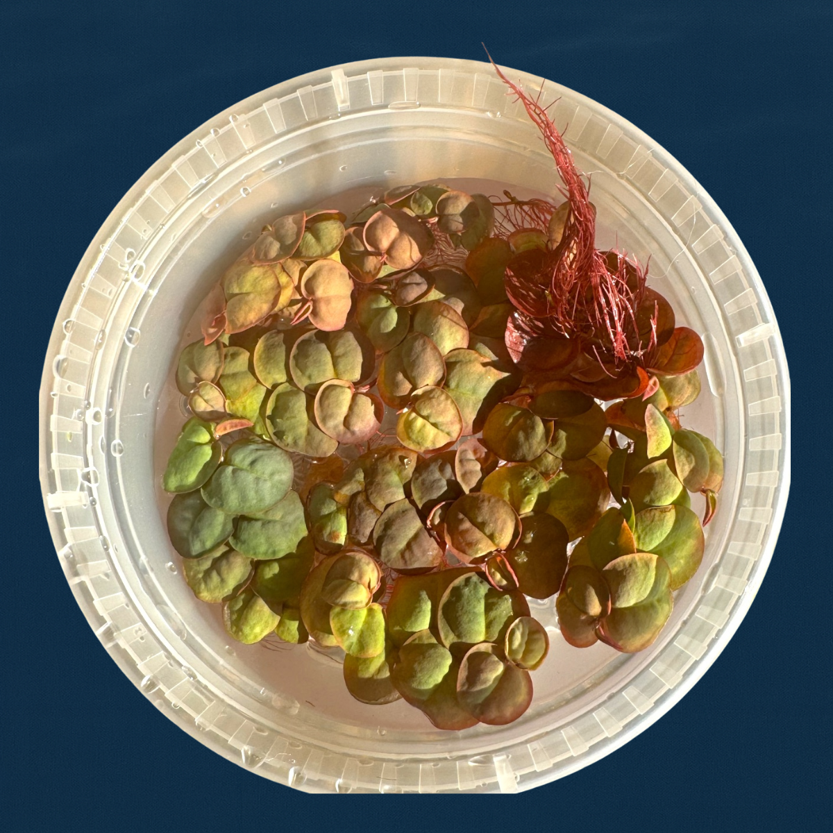 Red Root Floaters – Live Aquarium Floating Plants (5 Pack)