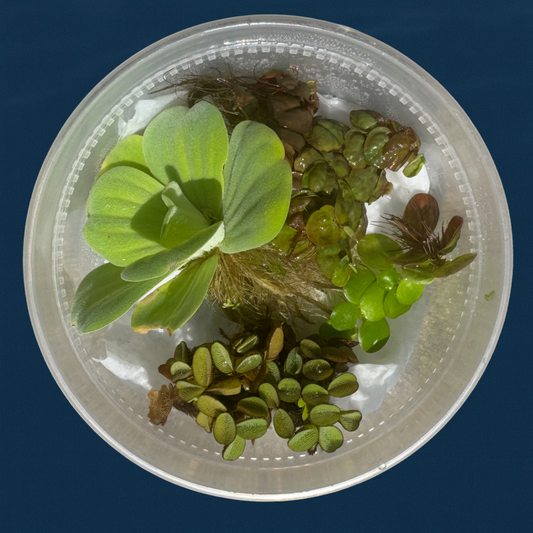 4 different live aquarium floating plants in a plastic deli cup sold as a floating plant bundle. Water lettuce, red root floater, Salvinia and Frogbit.