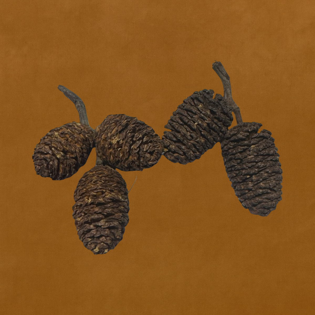 Group of 6 natural botanicals alder cones used for black water, betta tanks, and shrimp tanks on a brown background