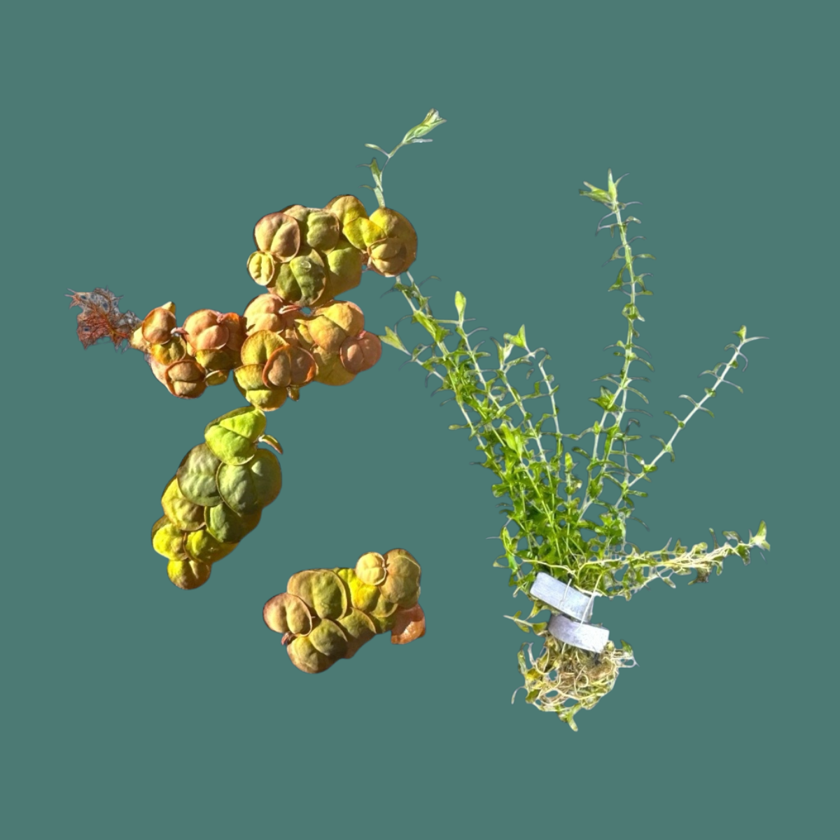 Pearlweed and Red Root Floater aquarium plants displayed against a teal background. On the right, a vibrant bunch of Pearlweed with small, bright green leaves and fine stems is secured with a lead plant weight. On the left, clusters of Red Root Floater feature rounded leaves with shades of green, yellow, and red, showing their natural floating form. Both plants are fresh and ideal for enhancing aquascapes with color and texture.