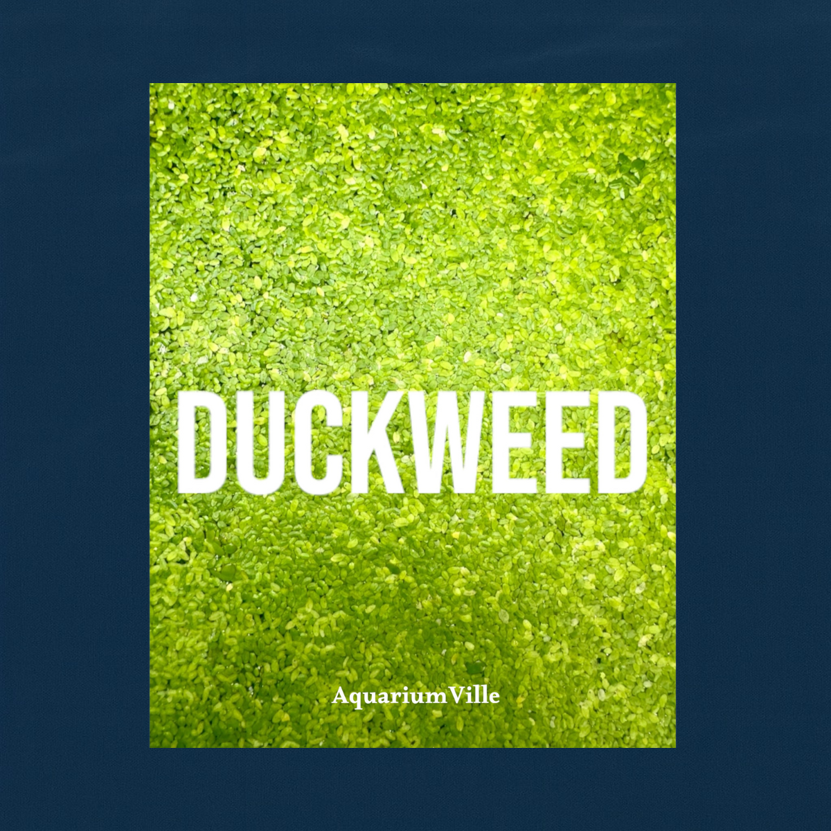 Close-up of bright green Duckweed covering the water surface, with the word “DUCKWEED” in bold white text centered and “AquariumVille” below, set against an ocean blue matte background