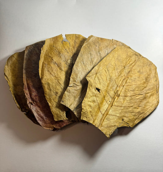 Five dried Indian almond leaves arranged in a fan shape on a white background, showing natural variations in color from brown to tan with visible veins, wrinkles, and small holes.