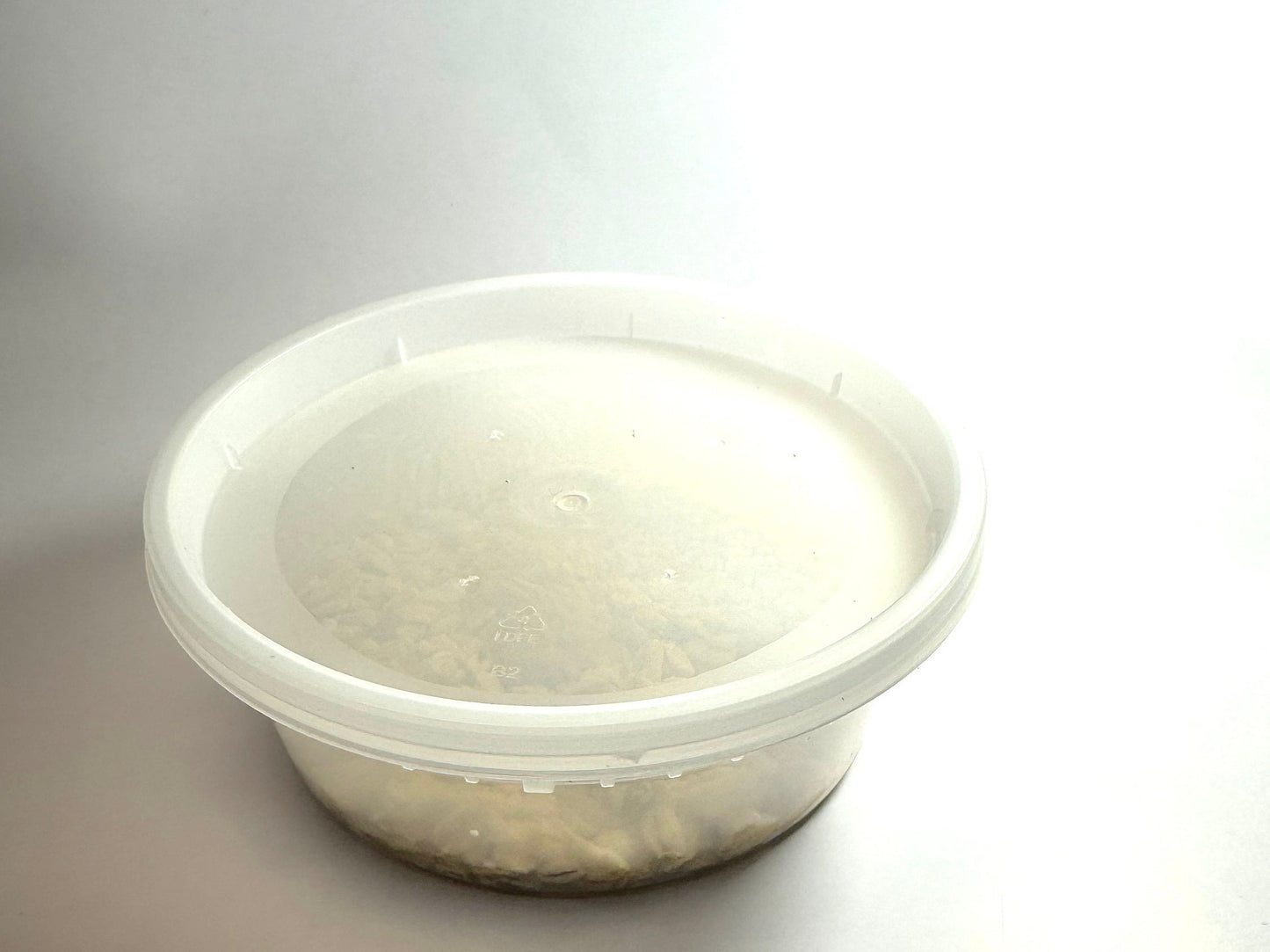 microworm culture with lid on it