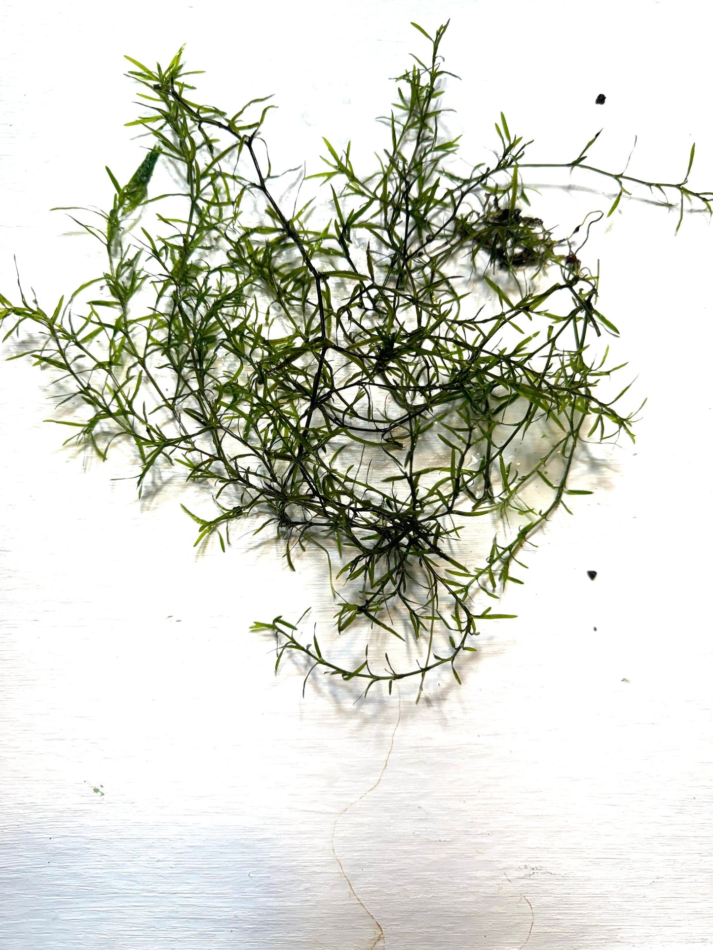 guppy grass closeup