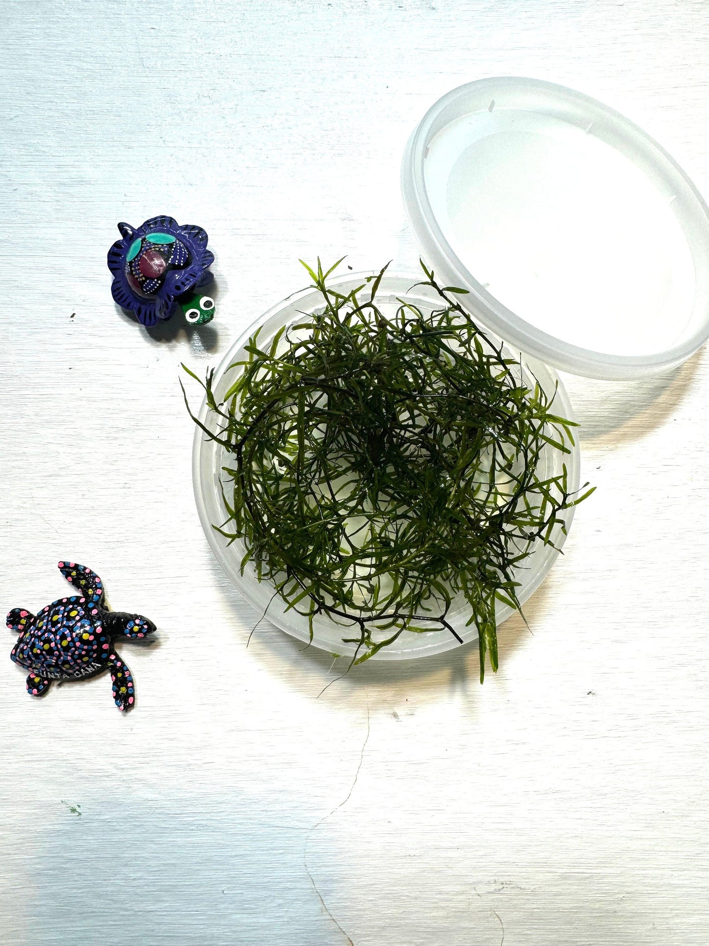 guppy grass