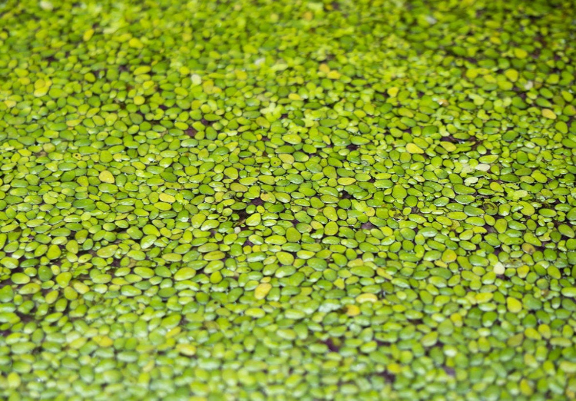 Duckweed Live Aquarium Floating Plant. Large Amount. Snails possibly included.