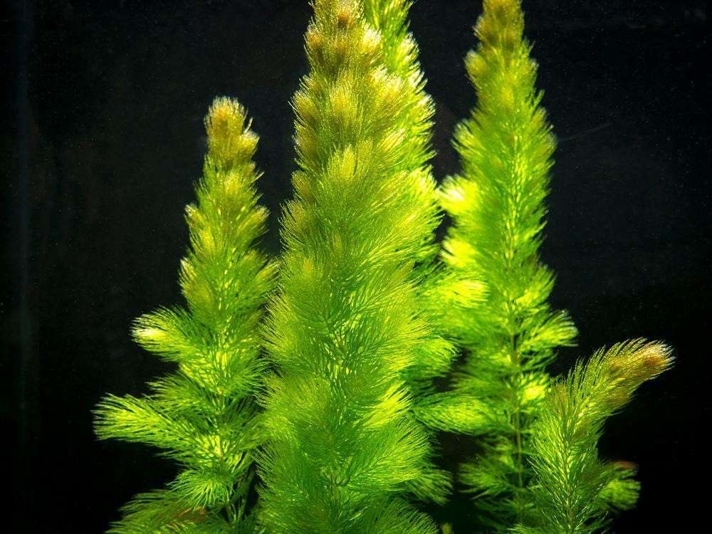 Hornwort, Ceratophyllum Demersum closeup of the beginner background plant
