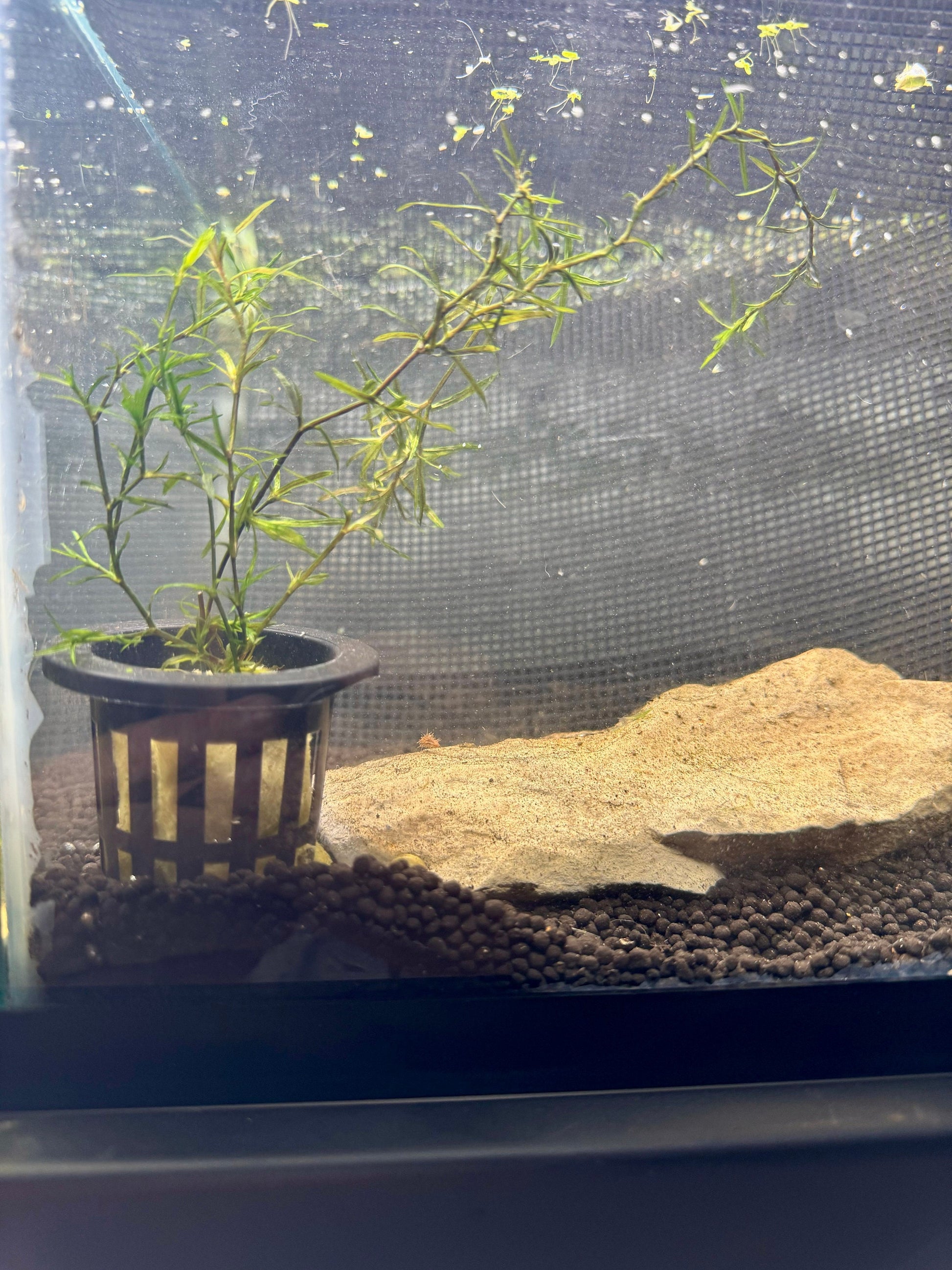 guppy grass live aquarium plant