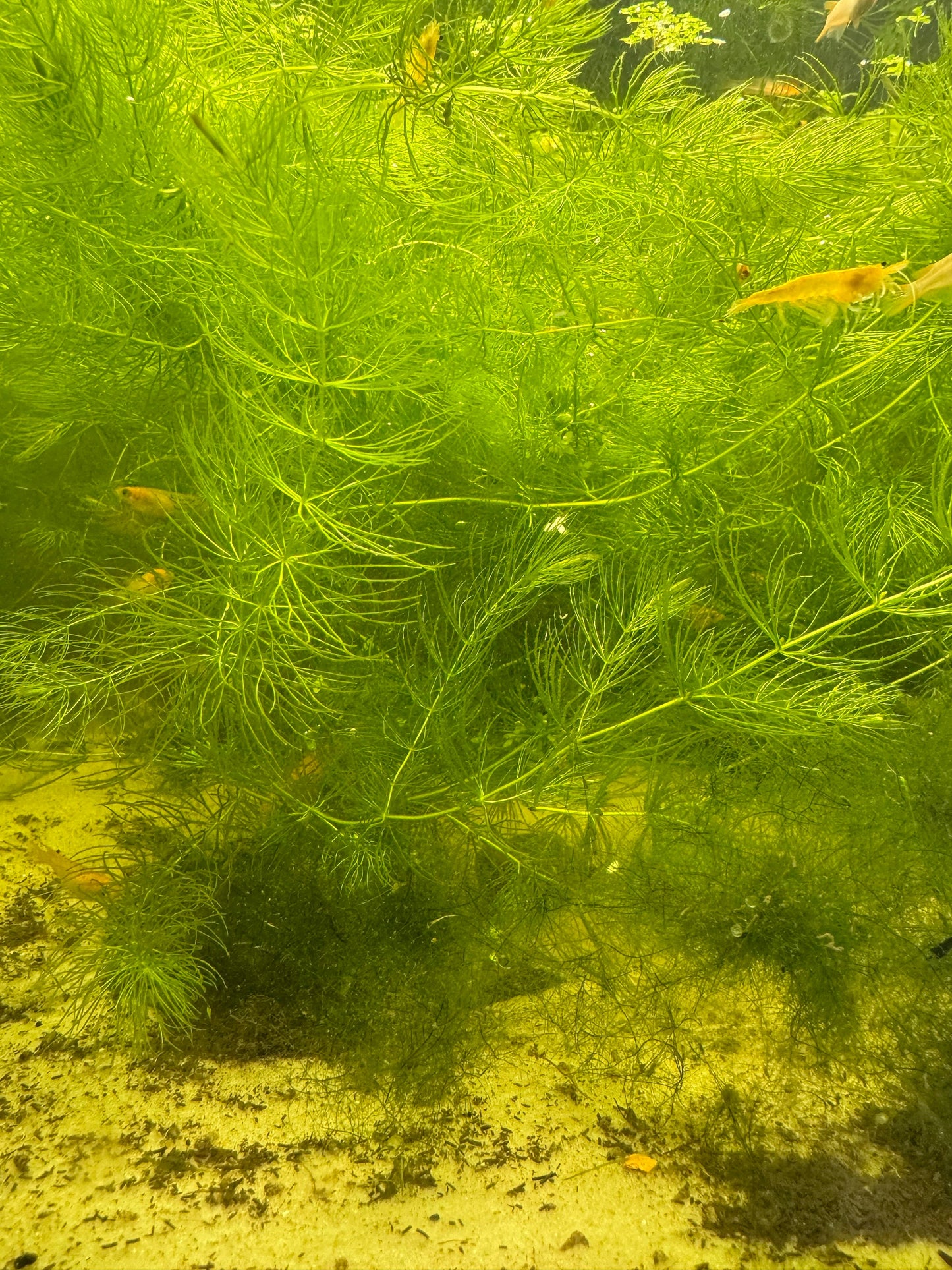 Hornwort, Ceratophyllum Demersum closeup