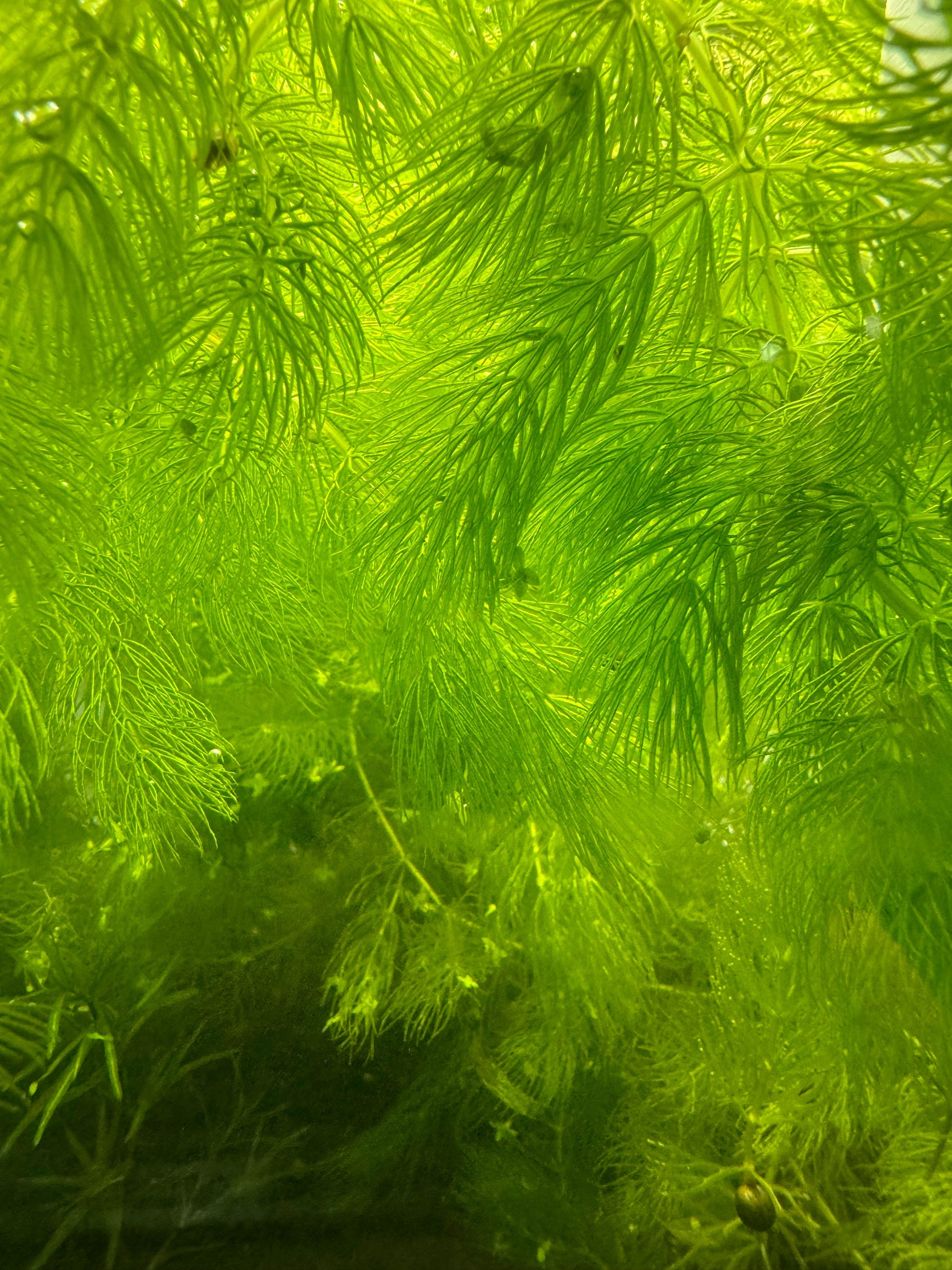 Hornwort, Ceratophyllum Demersum Closeup