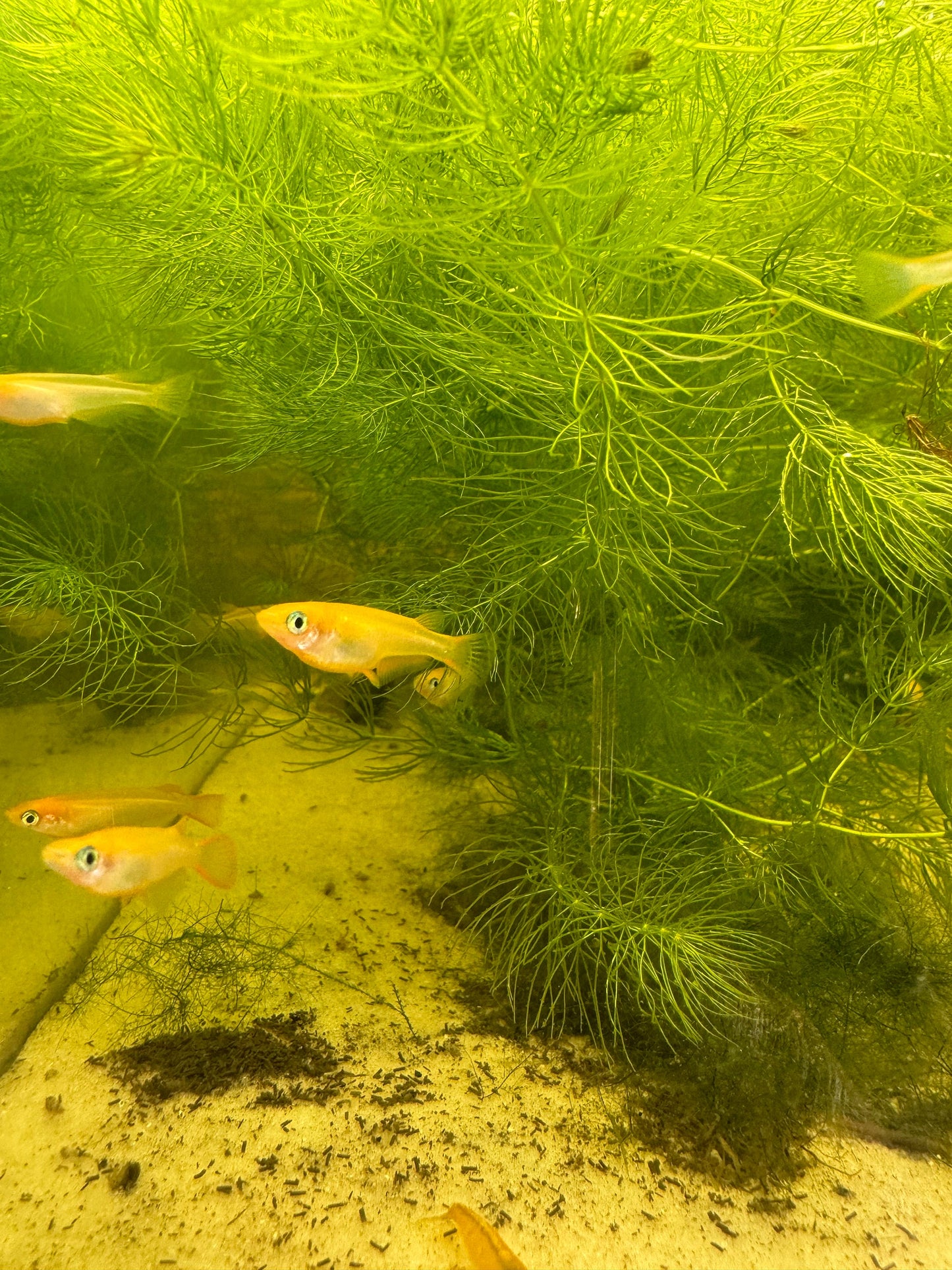Hornwort closeup with orange rice fish