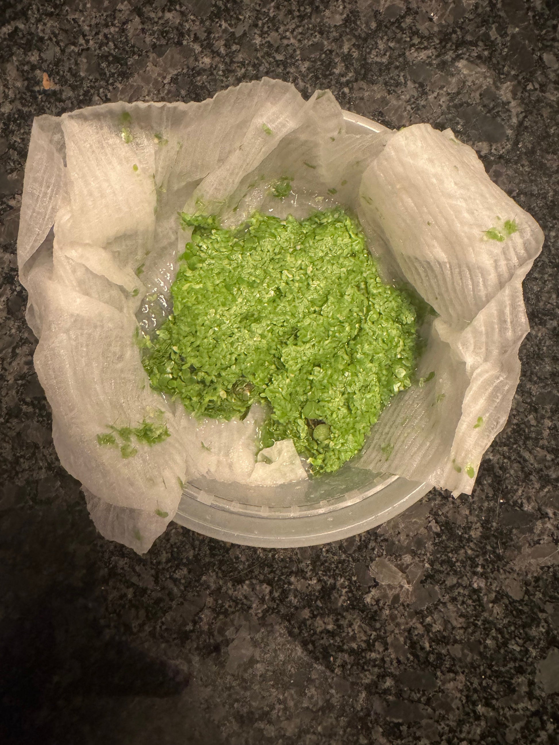 Duckweed Live Aquarium Floating Plant. Large Amount. Snails possibly included.