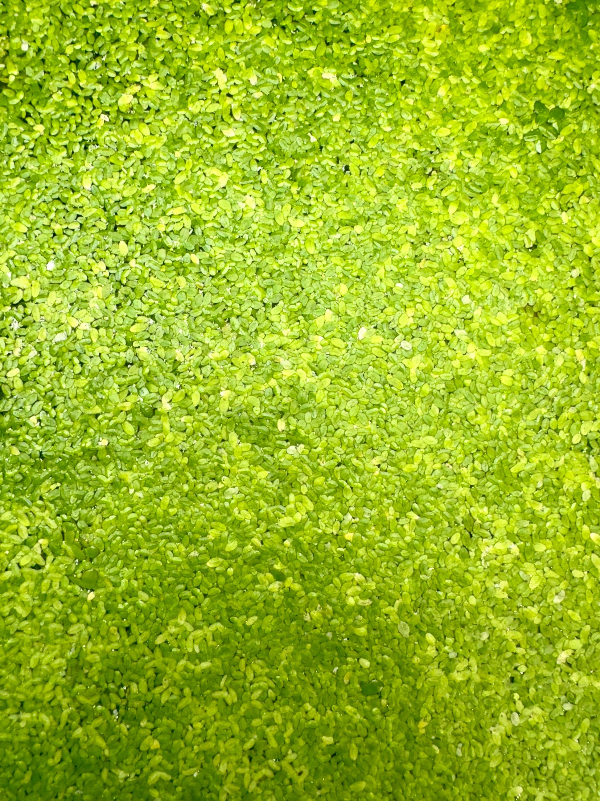 duckweed closeup
