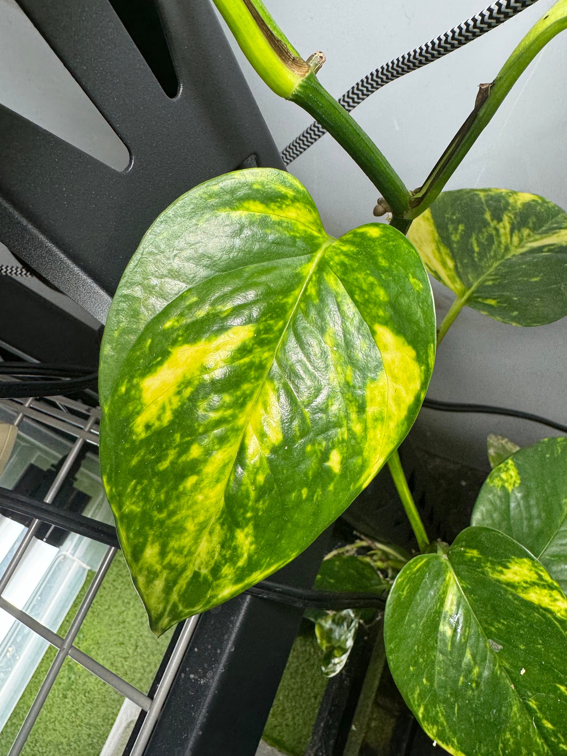 pothos side view