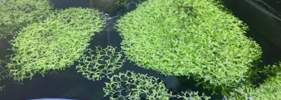 May include: A close-up of  floating plant crystalwort with a delicate, lacy texture. The plant is in a shallow water tank and appears to be floating on the surface. The plant has a light green color and a delicate, feathery texture.