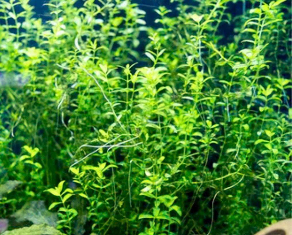 closeup of carpeting aquarium plant pearl weed in a planted tank