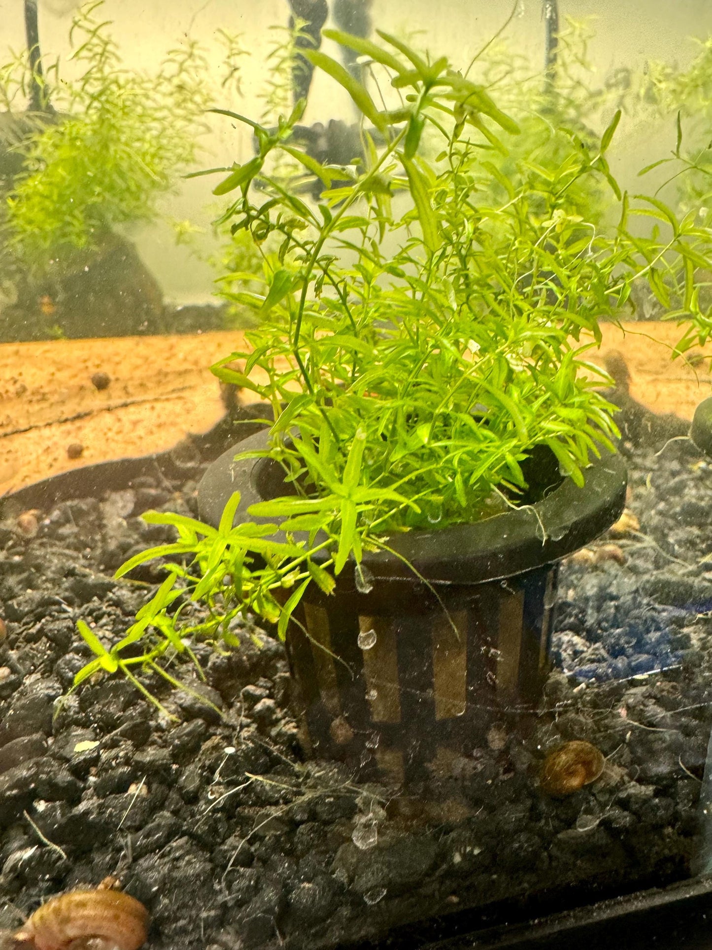 live aquarium plant pearl weed in a planted pot sitting on the aquarium gravel