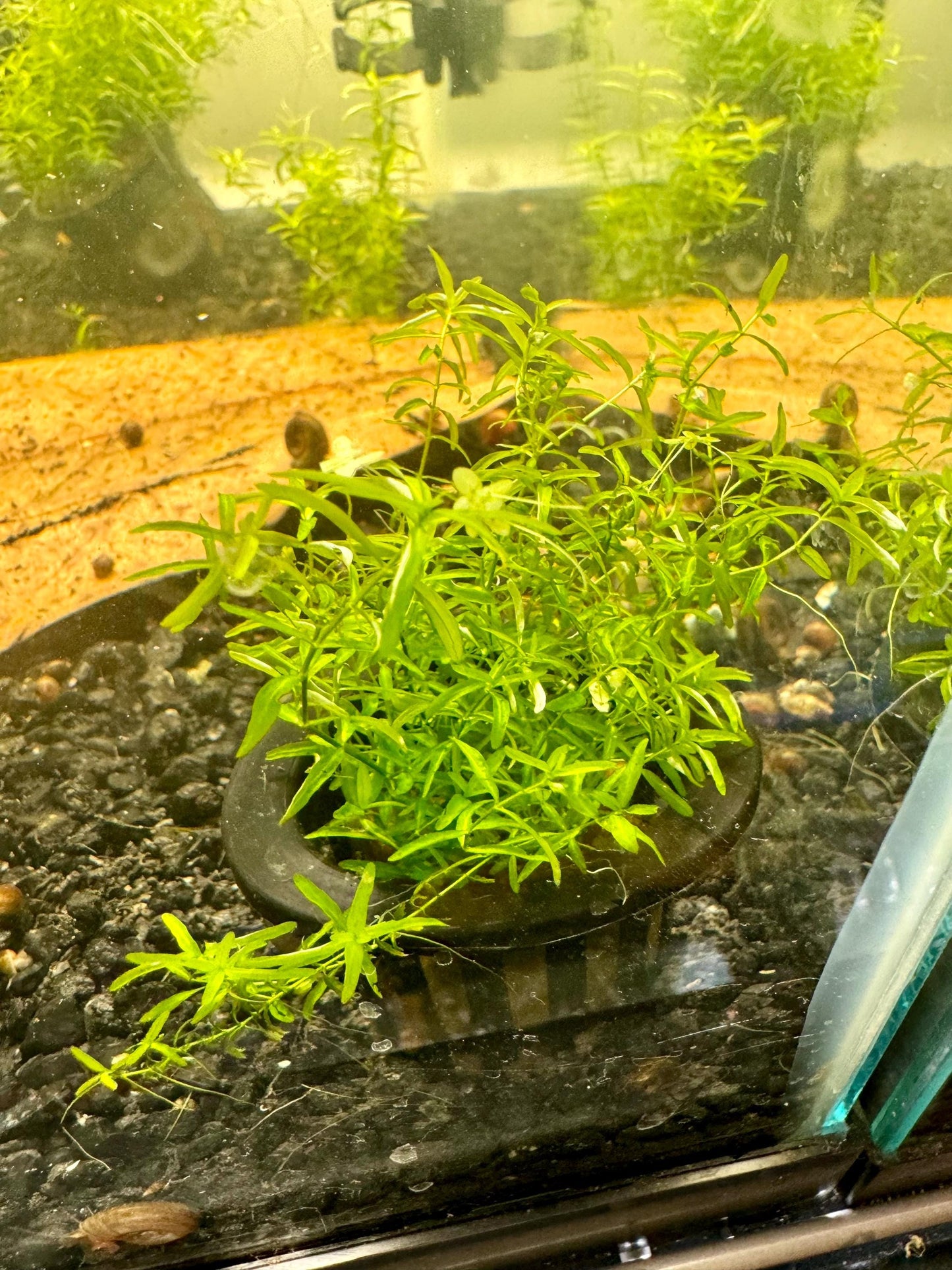 pealr weed in a planter pot in an aquarium