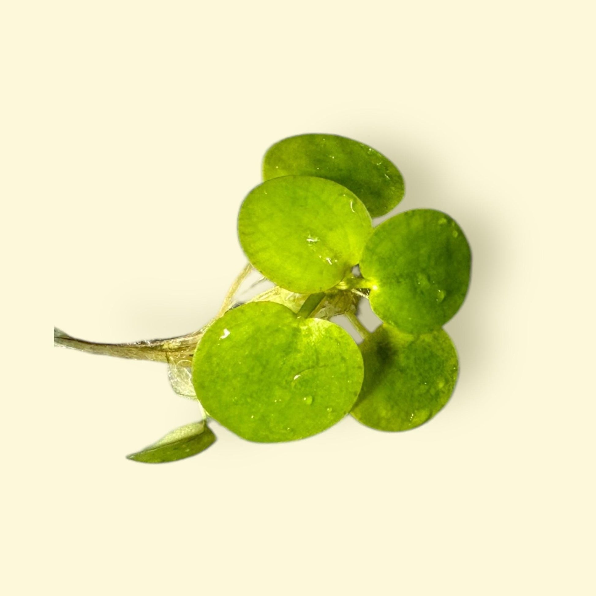 frogbit live aquarium floating plant