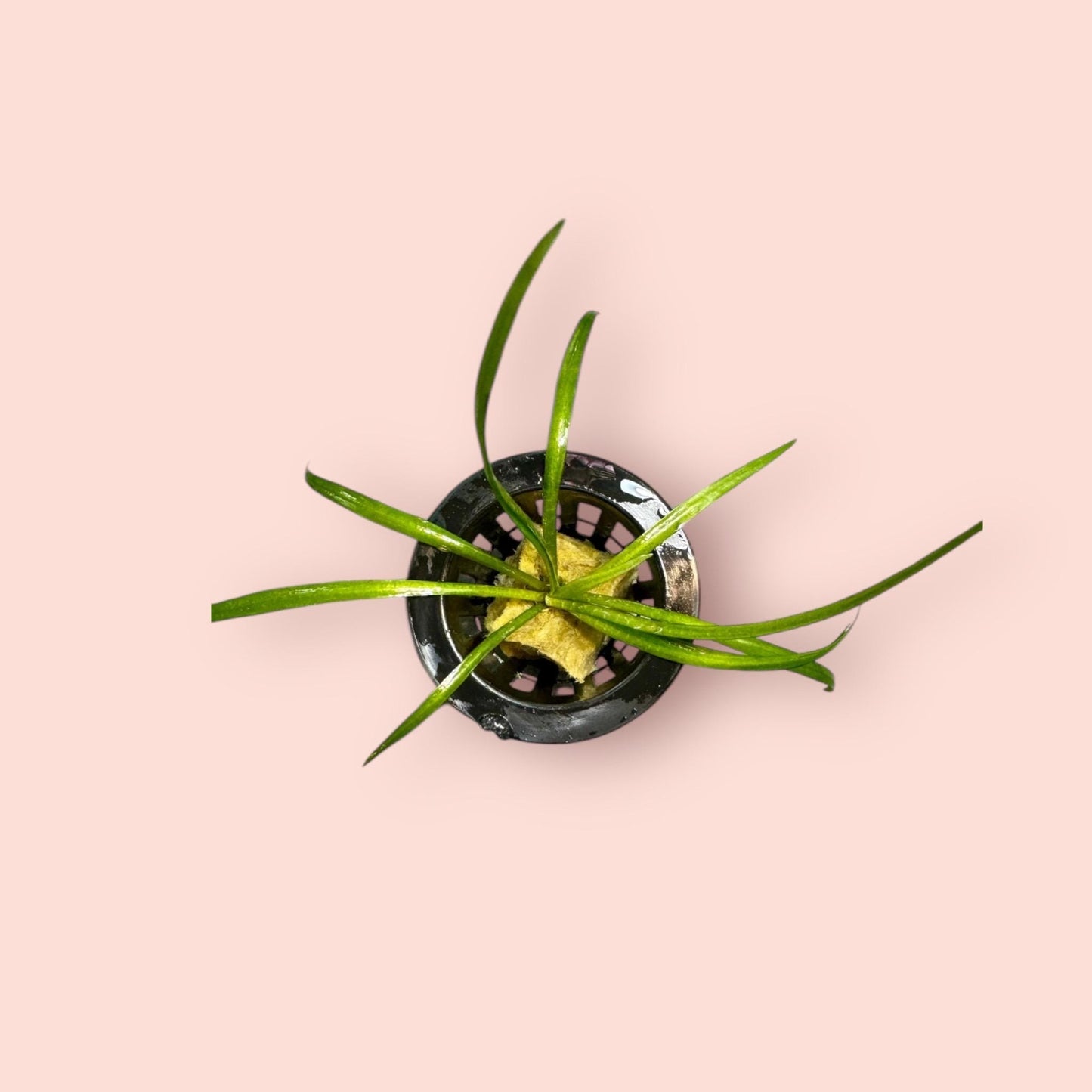 carpeting foreground plant