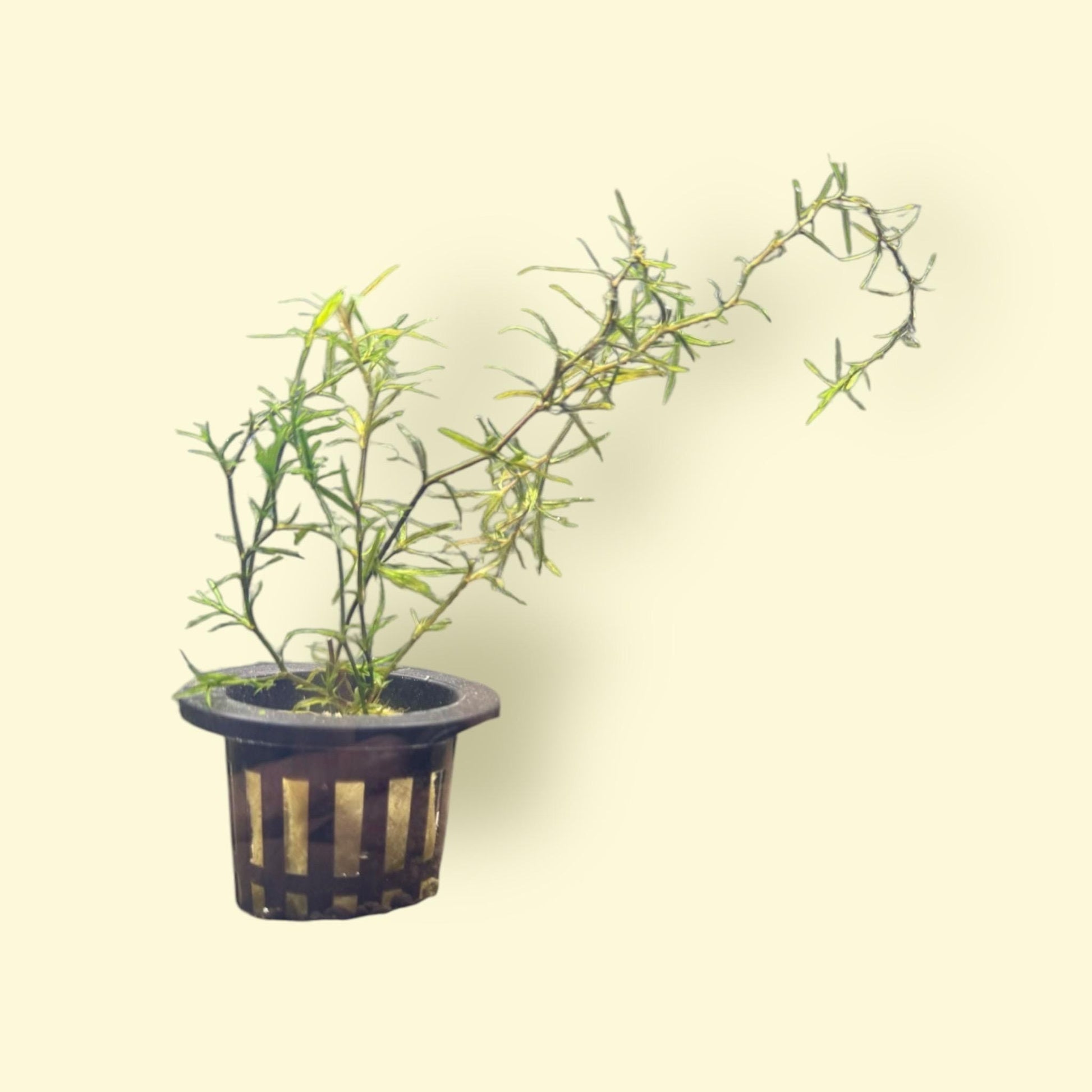 guppy grass potted plant