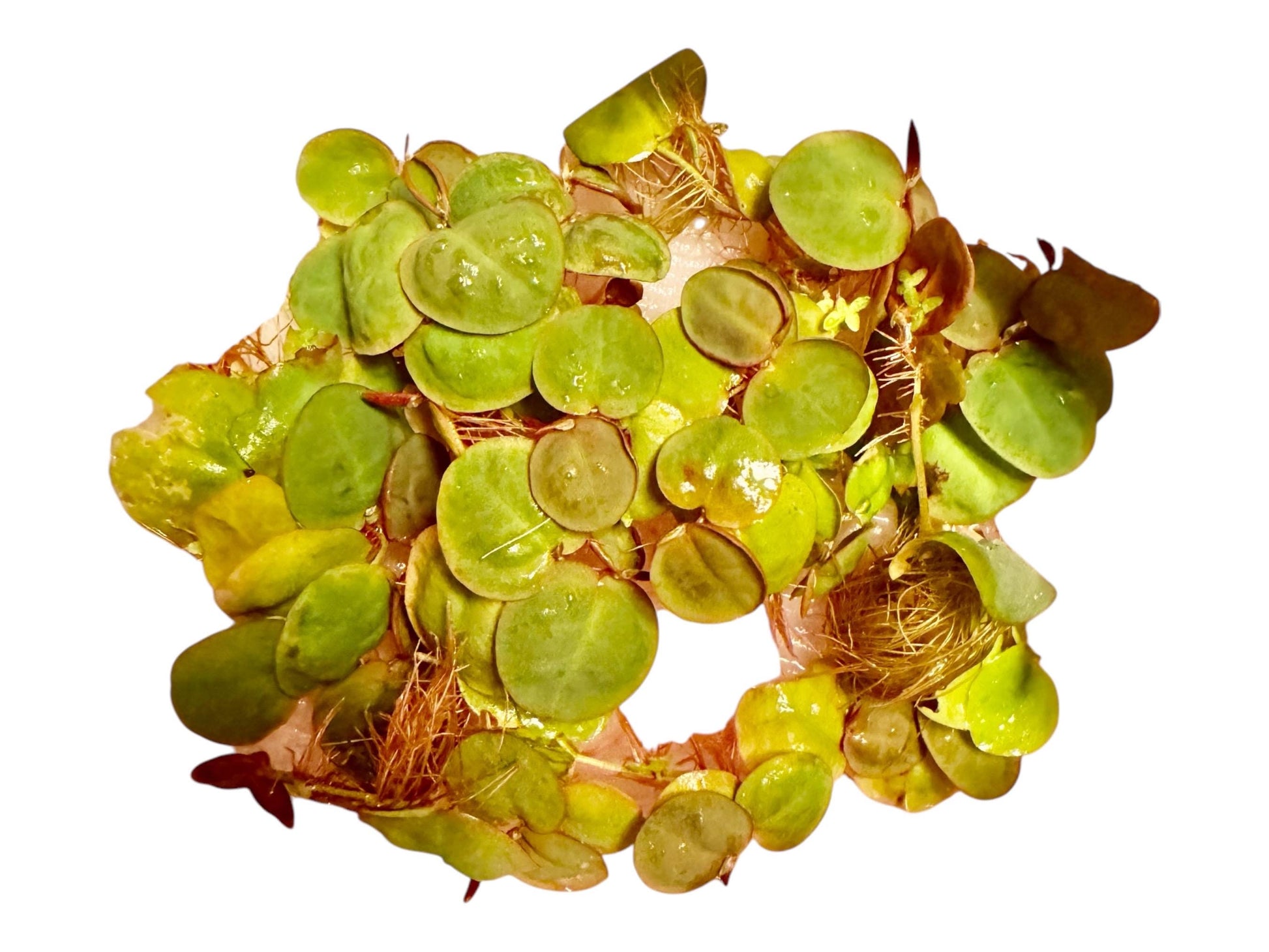 red root floater closeup