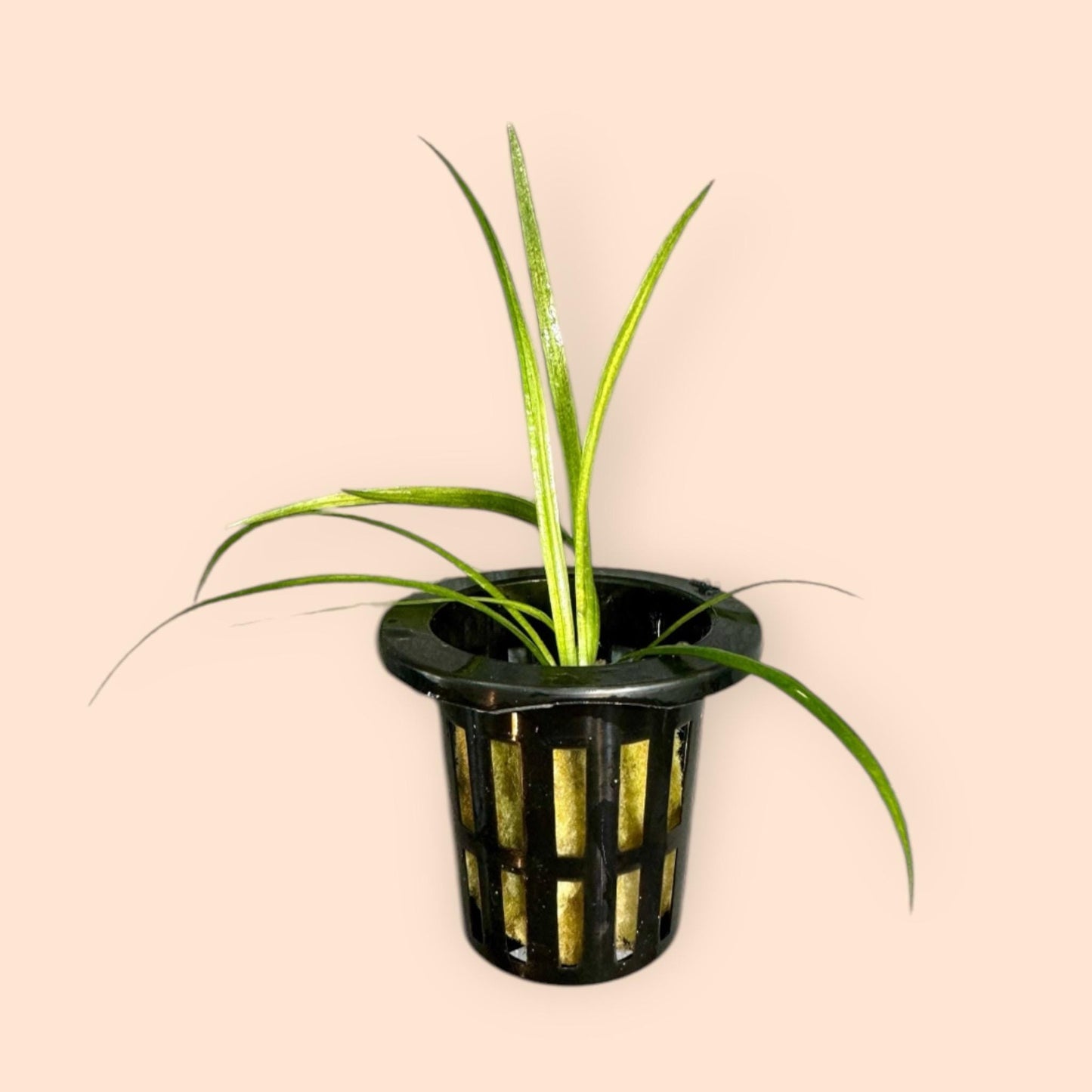 dwarf sagittaria potted plant