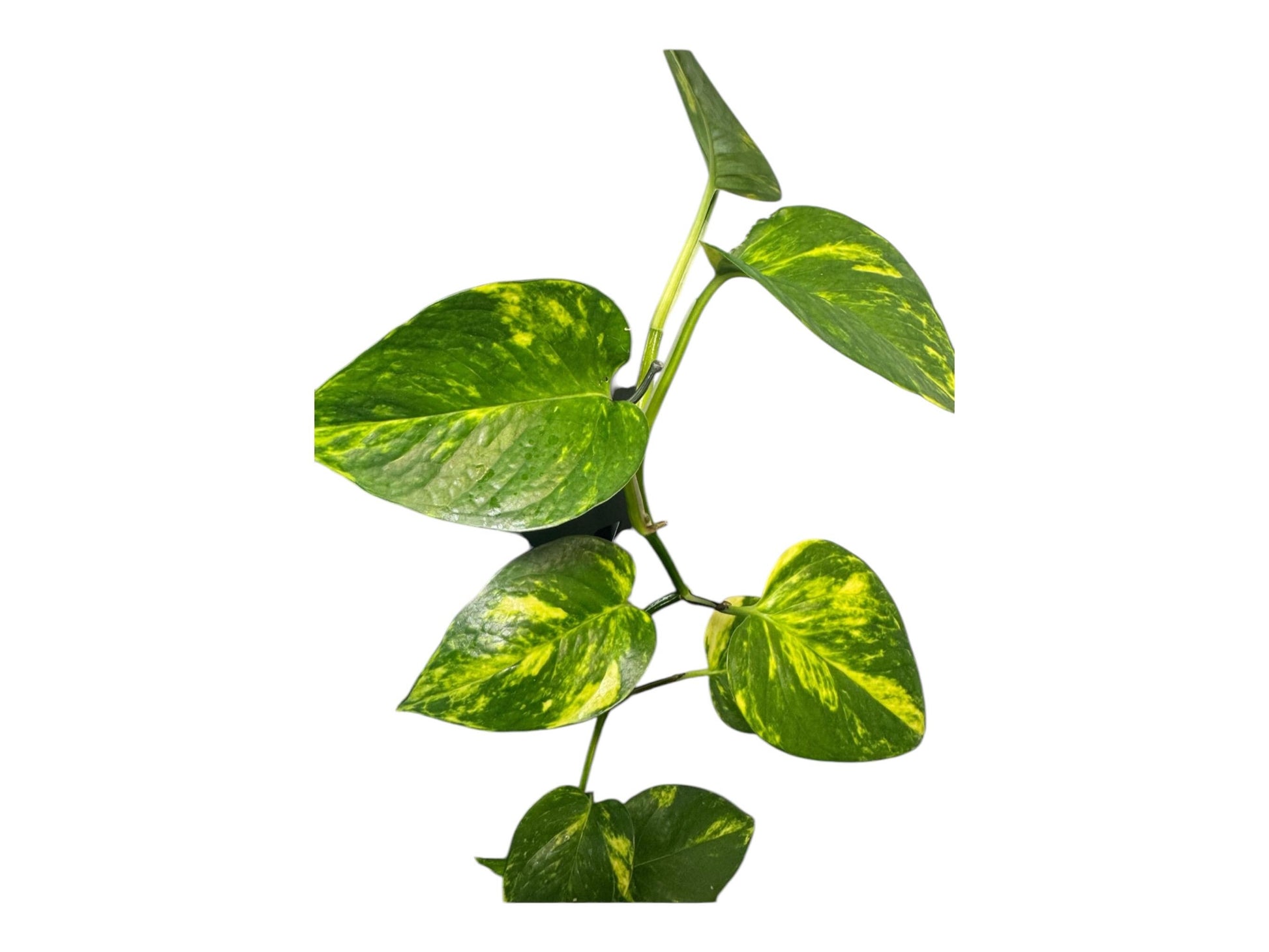 pothos closeup