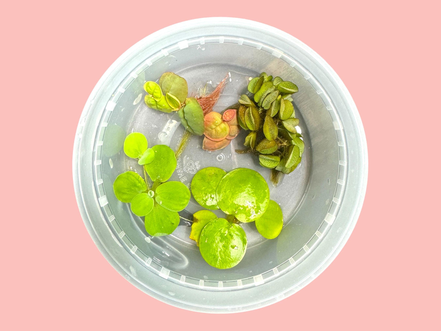 floating plant variety pack