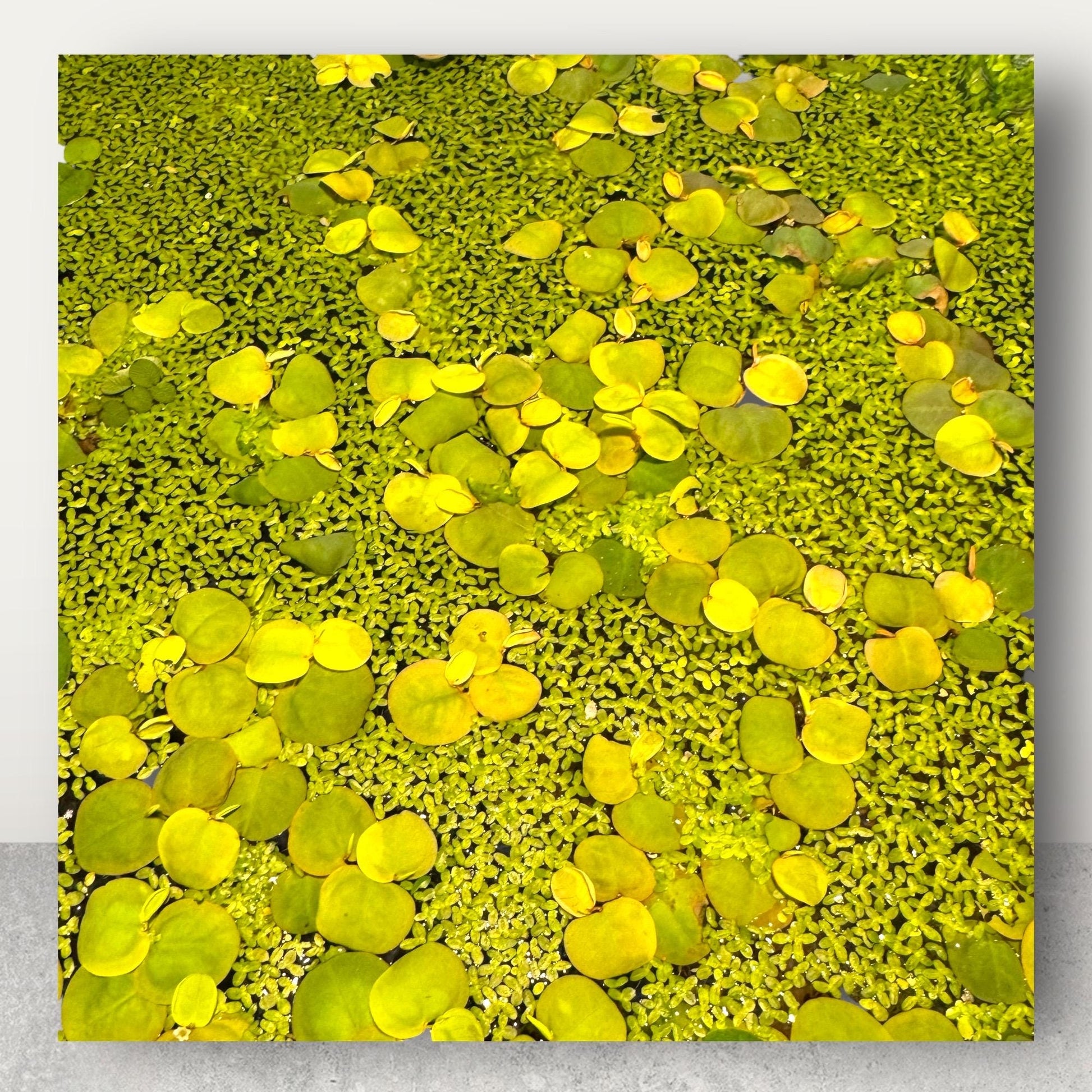 duckweed and red root floater mix