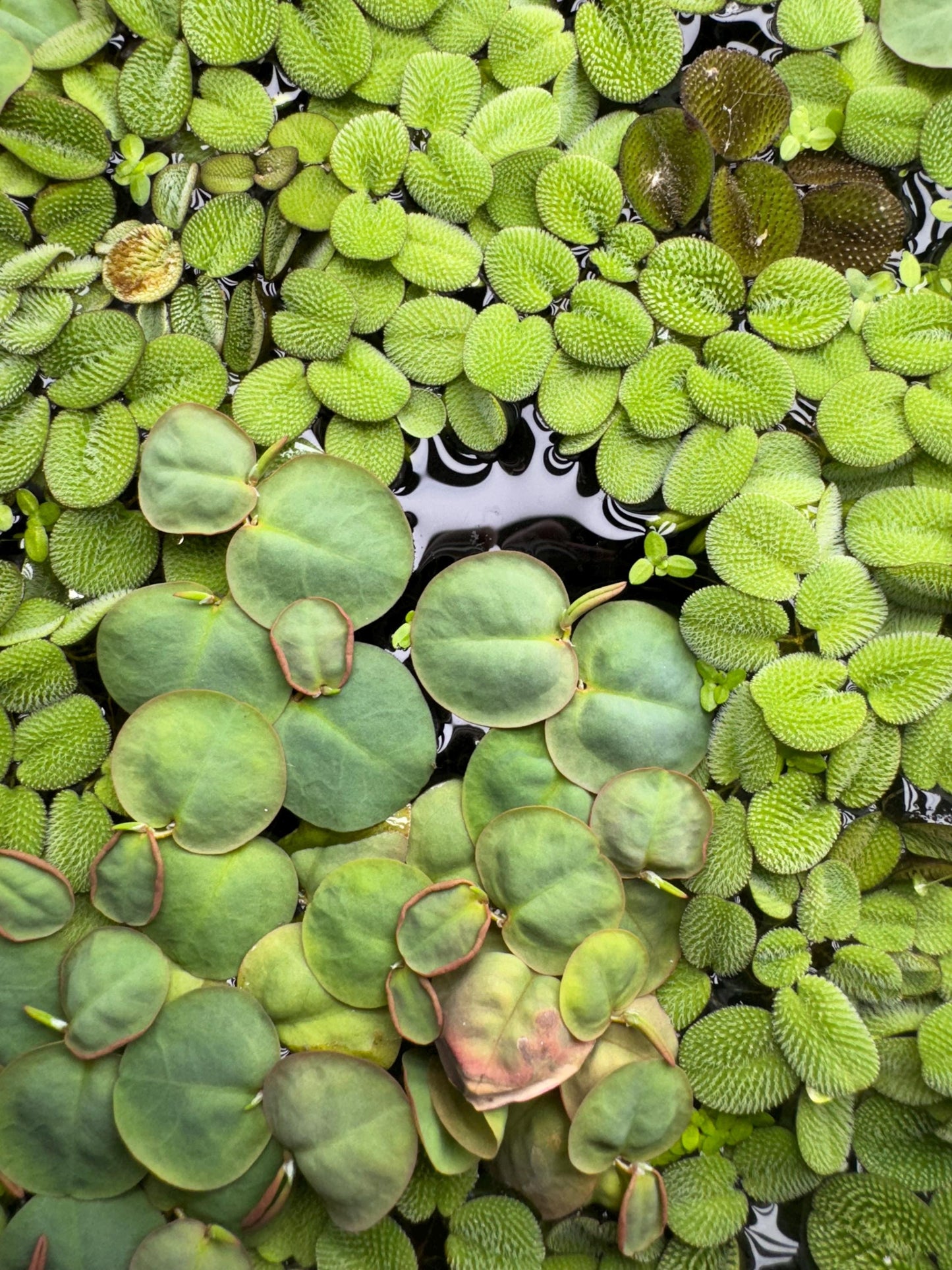 A close-up image of two types of live aquarium floating plants, red root floater and salvinia minima. One plant has large, round, green leaves with a reddish-brown border. The other plant has small, round, green leaves with a textured surface.